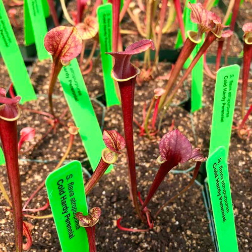 Sarracenia flava atropurpurea (SG)