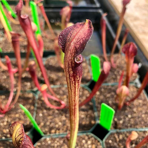 Sarracenia alata Dark (SG)