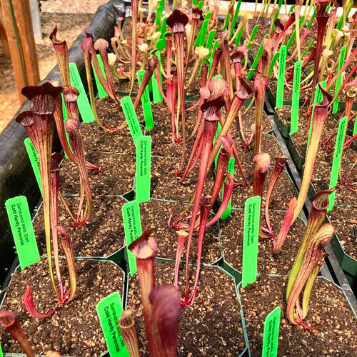 Sarracenia alata Dark (SG)