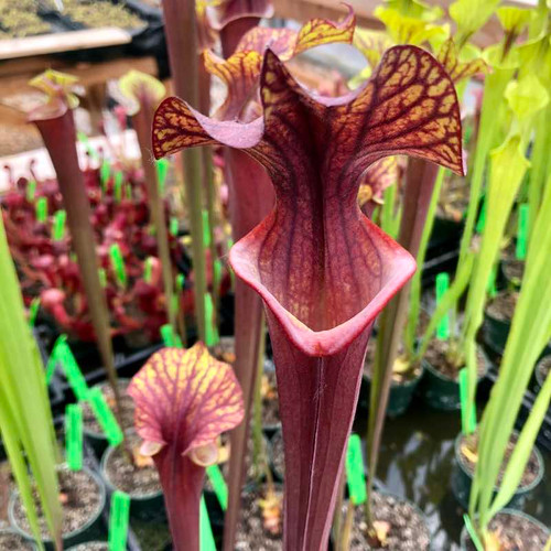 Sarracenia Alucard