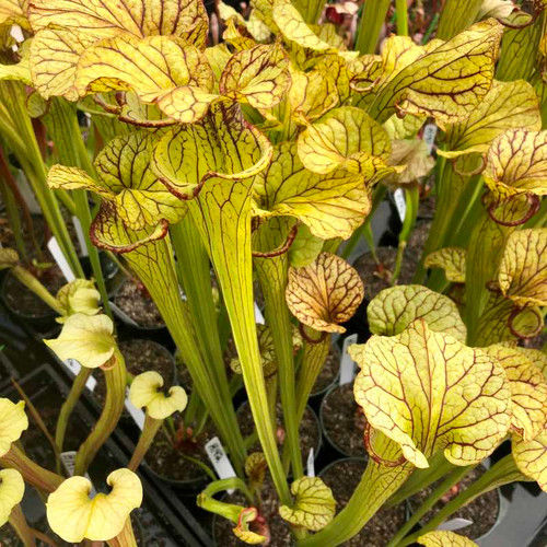 Sarracenia Cazadero Trail