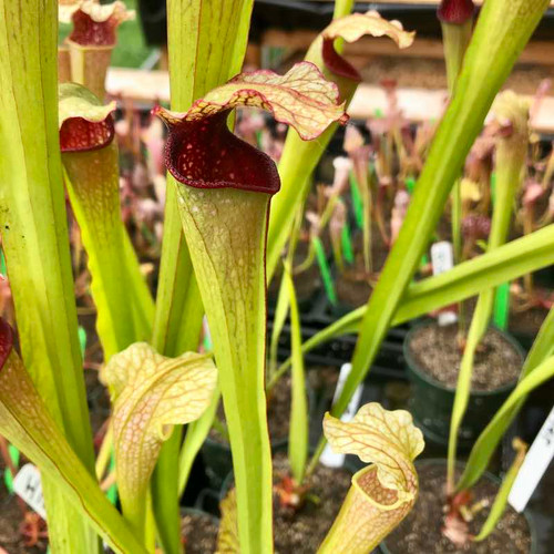 Sarracenia Madeline