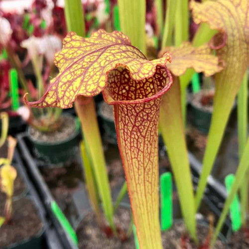 Sarracenia (leucophylla x flava cuprea) x Prometheus