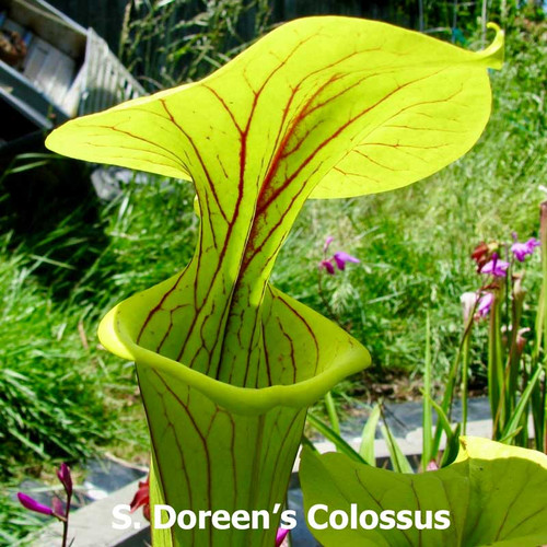 Sarracenia Doreen's Colossus x Lorax for Sale