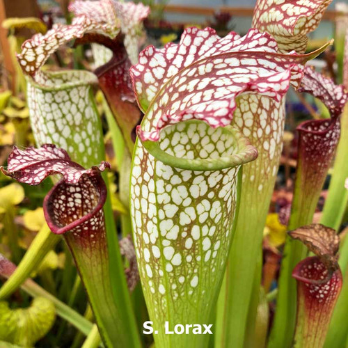Sarracenia Doreen's Colossus x Lorax for Sale