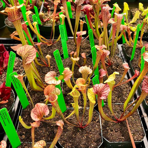 Sarracenia Doreen's Colossus x Lorax for Sale