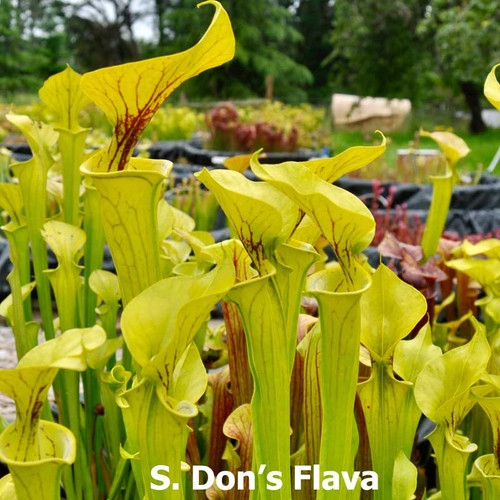 Sarracenia Extreme Green x Don's Flava (SG)