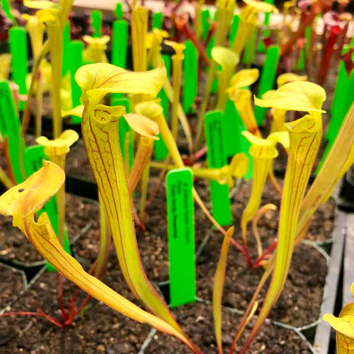 Sarracenia Extreme Green x Don's Flava