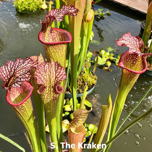 Sarracenia (alata x leucophylla) x The Kraken (SG)