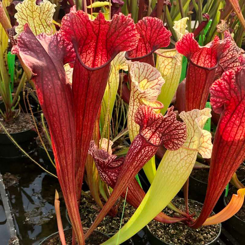 Sarracenia Peter's Passion