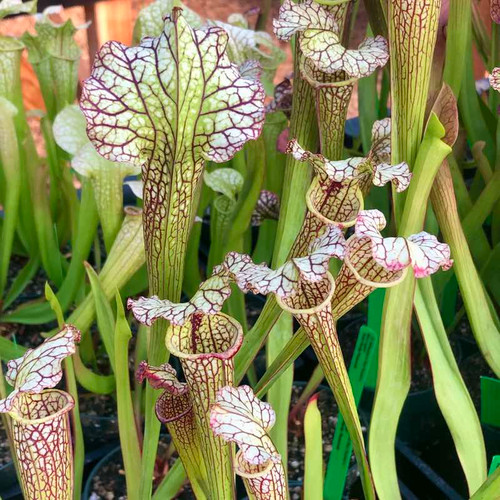Sarracenia Wilkerson's Rocket x flava rugelii for Sale. Grow