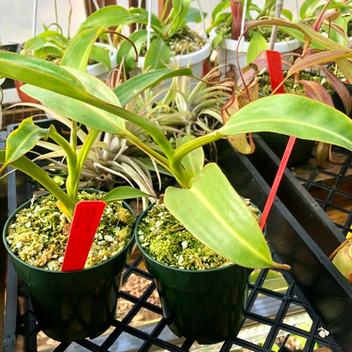 Nepenthes trusmadiensis x burbidgeae EP