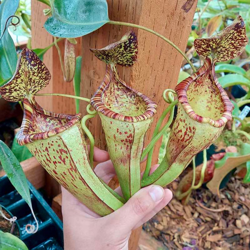 Nepenthes trusmadiensis x burbidgeae EP