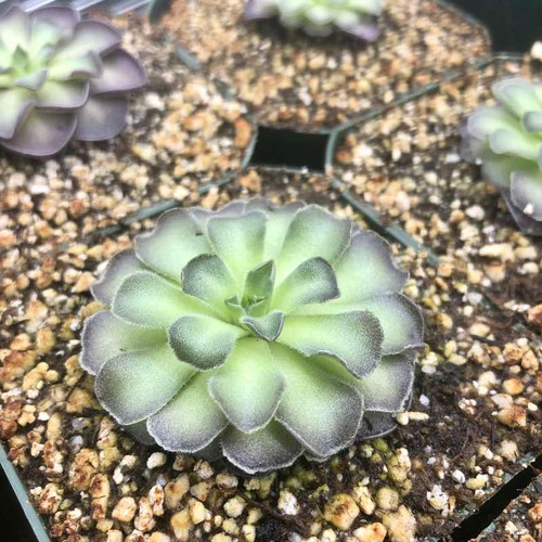 Pinguicula cyclosecta