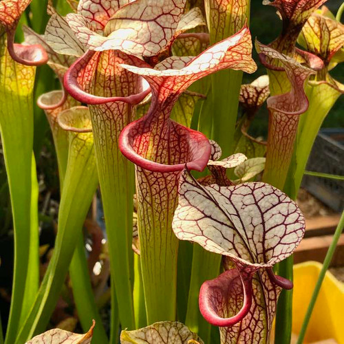 Sarracenia Adrian Slack for Sale | Grow Carnivorous Plants!