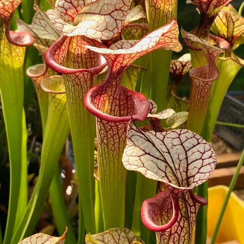 Sarracenia Adrian Slack
