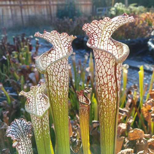 Sarracenia leucophylla Juju