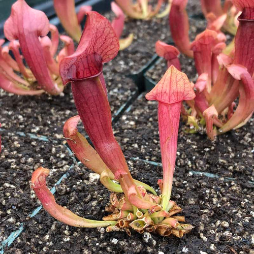 Sarracenia Maroon
