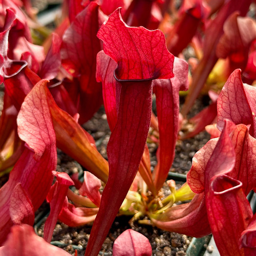 Q/A #116 - Novelty Planters - Sarracenia Northwest