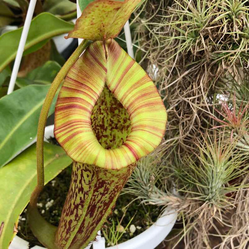 Nepenthes [(lowii x veitchii) x tiveyi] x platychila