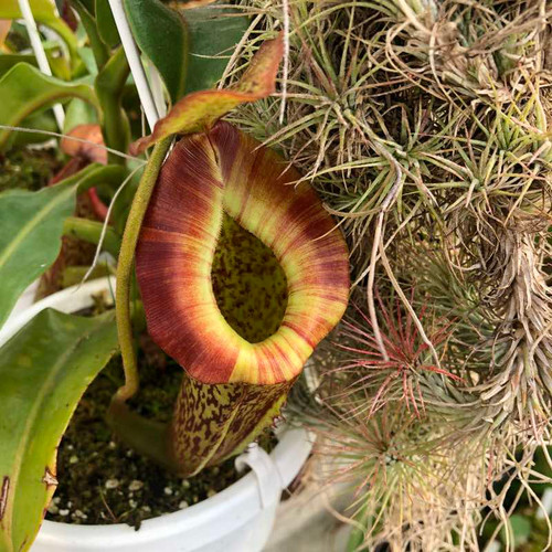 Nepenthes Riker [(lowii x veitchii) x tiveyi] x platychila for Sale