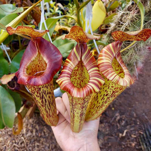 その他 Pety Nepenthes Riker [(lowii x veitchii) x tiveyi] x platychila for Sale