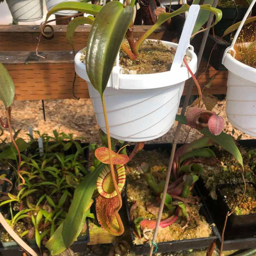 Nepenthes rafflesiana x trusmadiensis for Sale