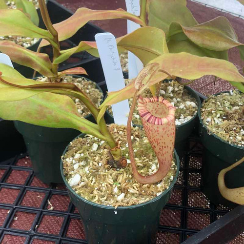 Nepenthes platychila