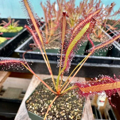 Drosera capensis, Montagu Pass