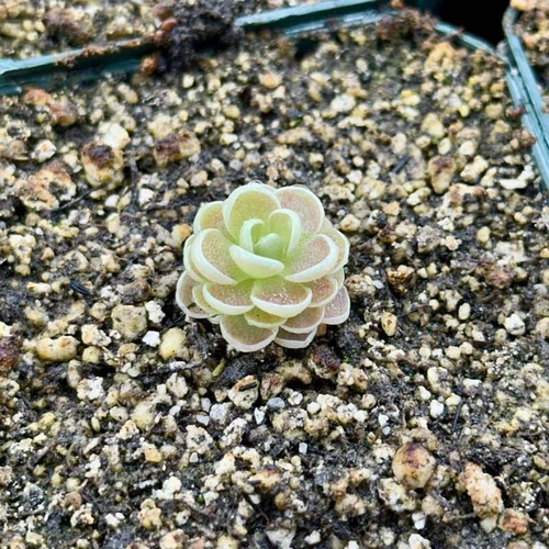 Pincuicula esseriana