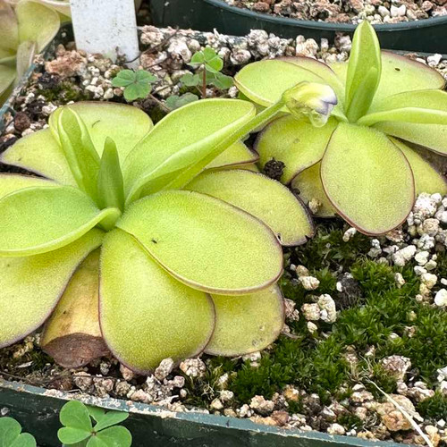 PInguicula ibarre