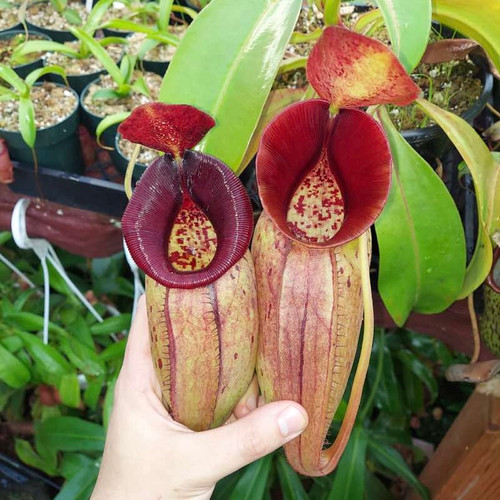 Nepenthes (spectabilis x truncata) x aristolochioides