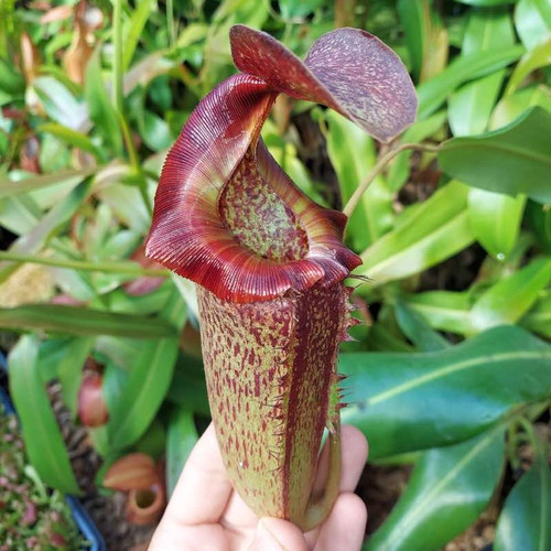 Nepenthes [(lowii x veitchii) x tiveyii] x (platychila x raja) for
