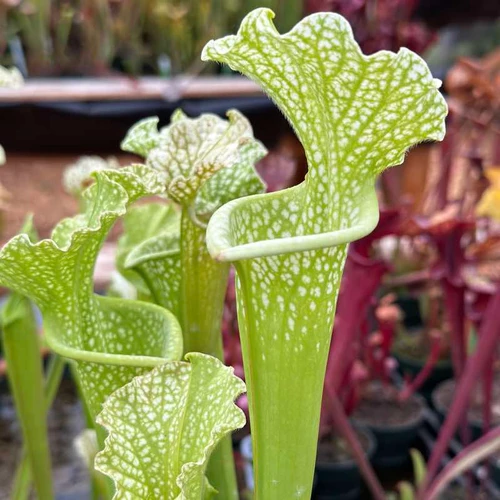 Sarracenia Cockatoo