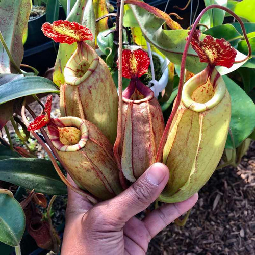 Nepenthes mirabilis Hybrid