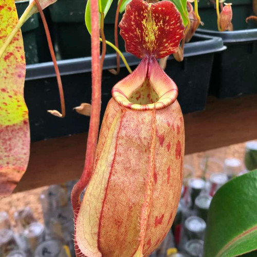 Nepenthes mirabilis Hybrid