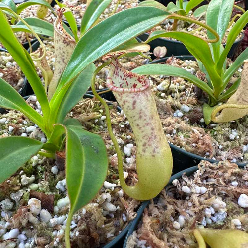 Nepenthes sumagaya