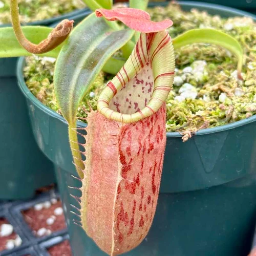 Nepenthes (Rokko x boschiana) x veitchii EP