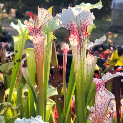 Sarracenia Aaron Carlson