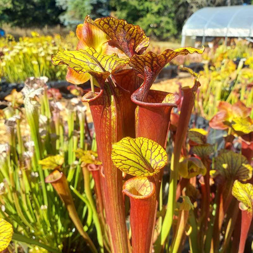 Sarracenia Garçon