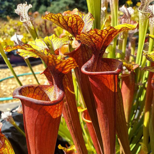 Sarracenia Garçon