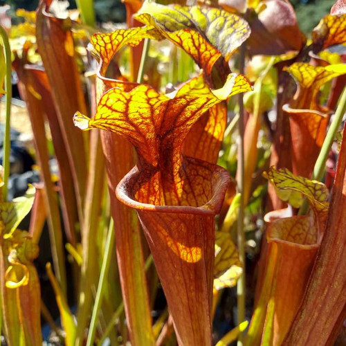 Sarracenia Garçon