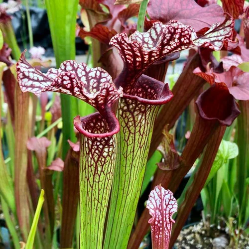 Sarracenia Reptilian Rose x leucophylla Purple Lips
