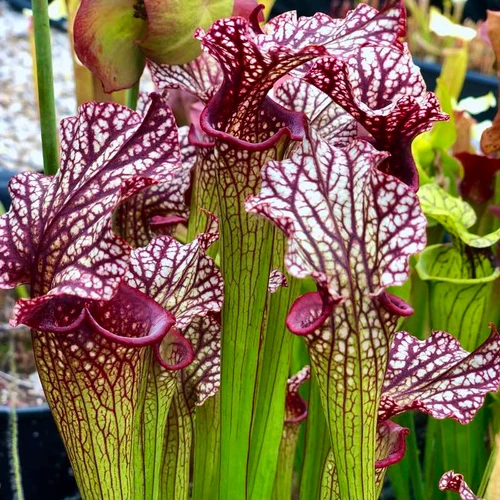 Sarracenia Reptilian Rose x leucophylla Purple Lips