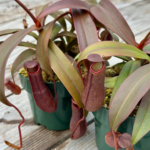 Q/A #55 - Venus Flytrap Is Looking Strange - Sarracenia Northwest