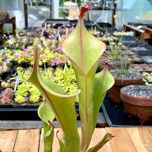 Heliamphora Godzilla