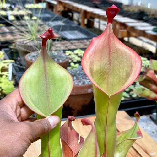 Heliamphora Godzilla