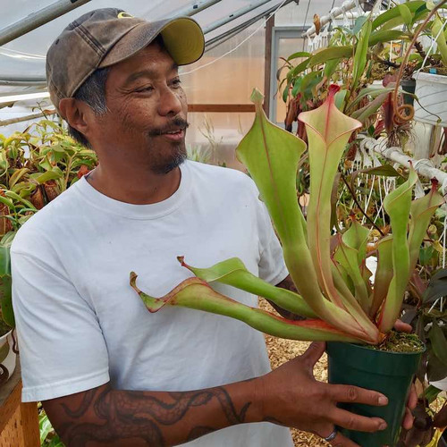 Heliamphora Godzilla