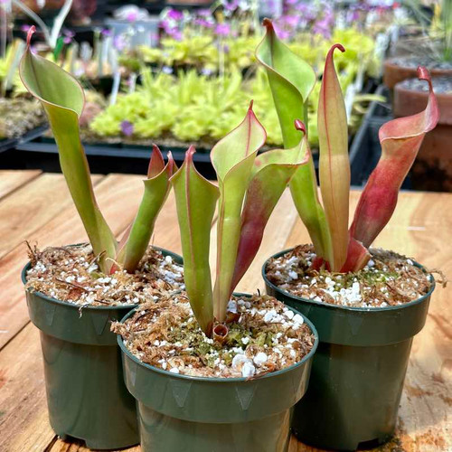 Heliamphora Godzilla