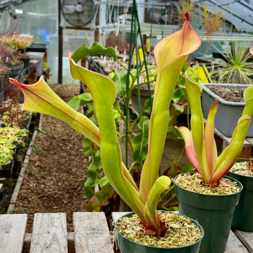 Heliamphora Godzilla